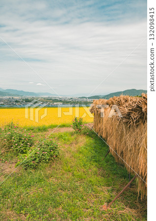 Rice terraces and golden rice paddies with the Zenkoji Plain visible beyond [Obasute Rice Terraces] 132098415