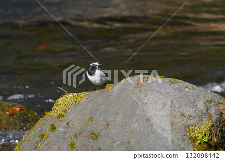 黑背w 黑背w 132098442