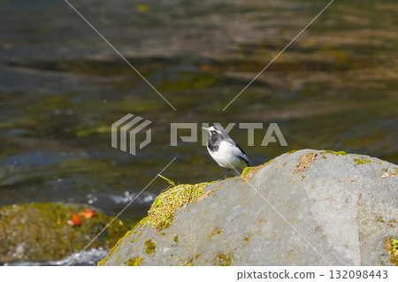 Black-backed wagtail 132098443