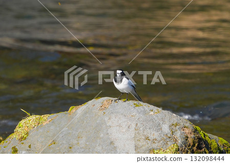 黑背w 黑背w 132098444