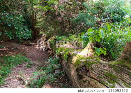 二條山岩屋杉的風景 132098533