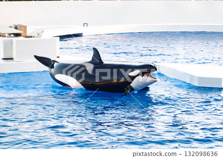 神戶鬚磨海洋世界逆戟鯨表演 132098636