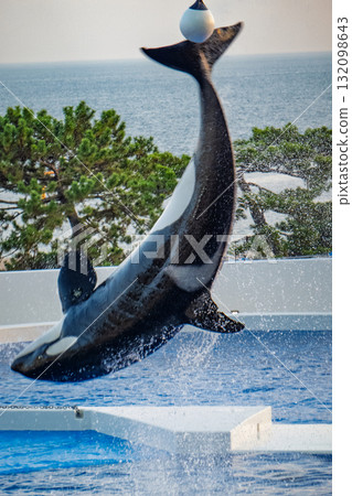 Orca performance at Kobe Suma Sea World 132098643