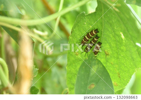 caterpillar hiding from sunlight and hunter together on leaf in garden caterpillar hiding from sunlight and hunter together on leaf in garden 132098663