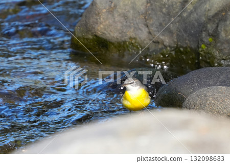 cute wagtail chick 132098683