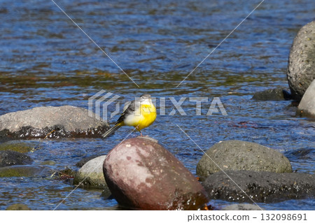 cute wagtail chick 132098691