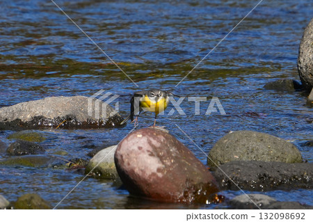 cute wagtail chick 132098692
