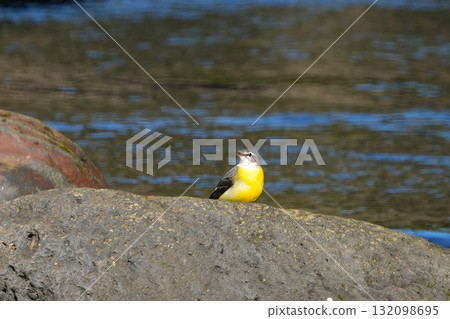 可愛的鶺鴒小雞 132098695