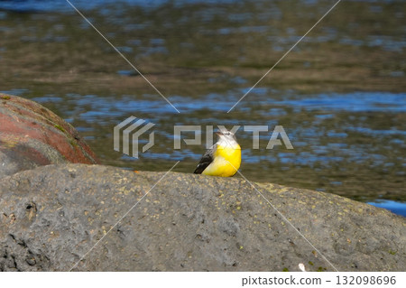 cute wagtail chick 132098696