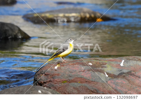 cute wagtail chick 132098697