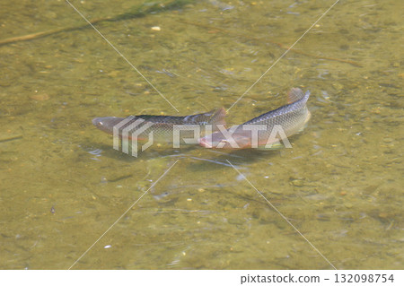 羅非魚 132098754