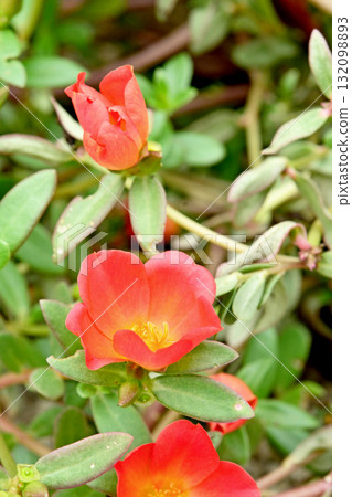 植物:馬齒莧 Portulaca oleracea 植物:馬齒莧 Portulaca oleracea 132098893