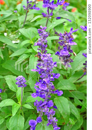 Plants: Blue Salvia Labiatae Plants: Blue Salvia Labiatae 132098900
