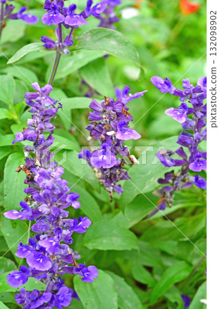 Plants: Blue Salvia Labiatae 132098902