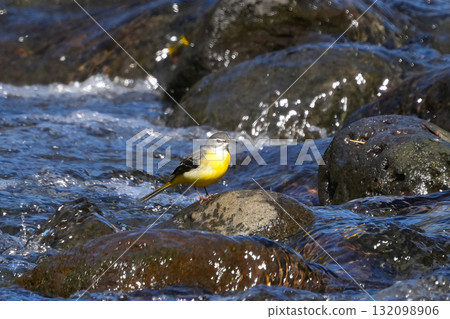 一隻可愛的鶺鴒在河邊盯著我們 132098906