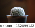 Close-up of a white star cactus in gentle light 132099182