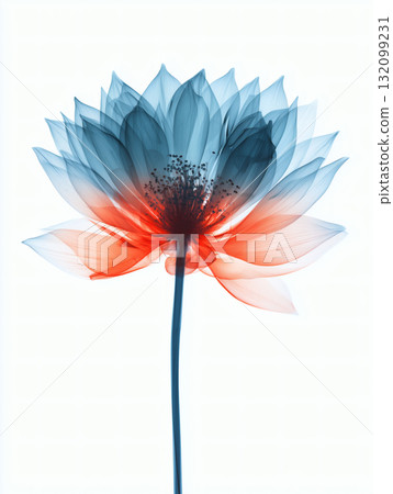 白色背景透視荷花 132099231