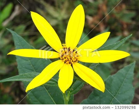 十月黃色的花 132099298