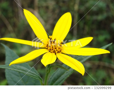 October yellow flowers October yellow flowers 132099299