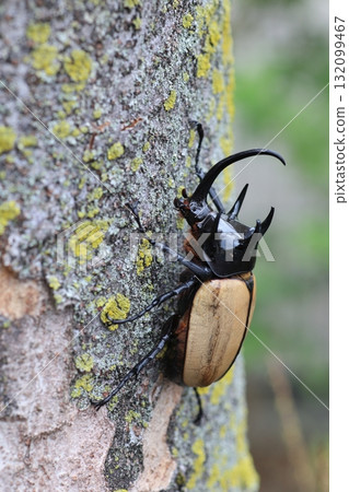 Gohondzunokabuto 132099467