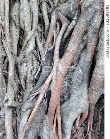 Tree Roots Texture Background Tree Roots Texture Background 132099495