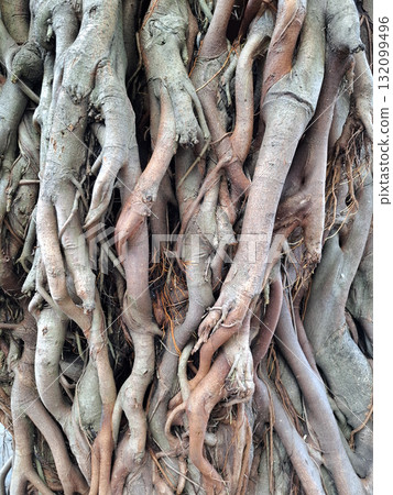 Tree Roots Texture Background Tree Roots Texture Background 132099496