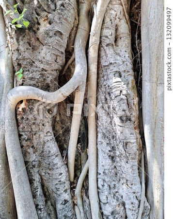 Tree Roots Texture Background 132099497