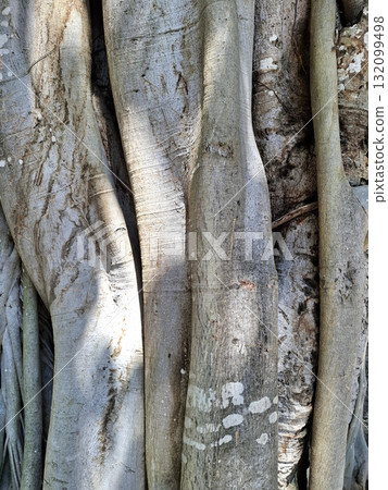 Tree Roots Texture Background 132099498