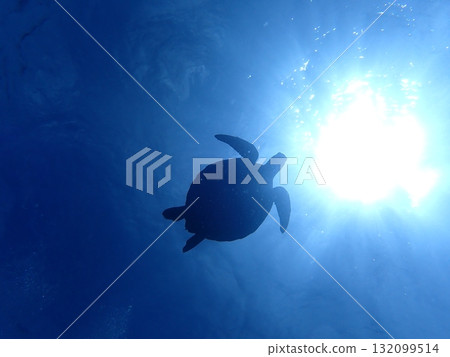 A sea turtle swimming across the sunlit water A sea turtle swimming across the sunlit water 132099514
