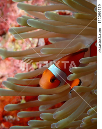 住在海葵裡的可愛小丑魚 住在海葵裡的可愛小丑魚 132099519