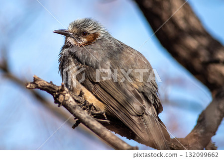 Close-up of a bird perched on a branch Close-up of a bird perched on a branch 132099662