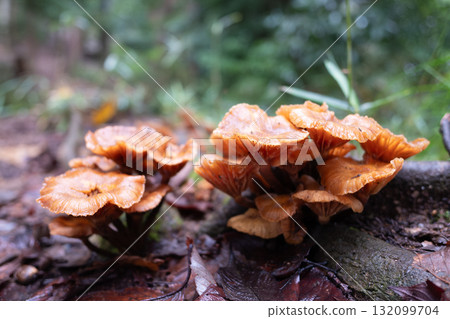 生長在森林裡的姬菇 132099704