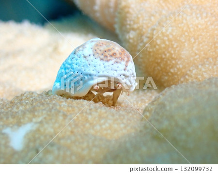 海裡戴著帽子的可愛螃蟹 132099732