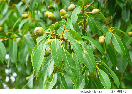樹木:殼斗科 樹木:殼斗科 132099773