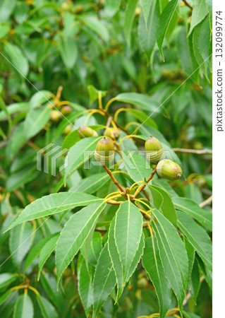 樹木:殼斗科 樹木:殼斗科 132099774
