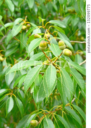 Trees: Fagaceae Trees: Fagaceae 132099775