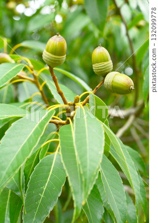 樹木：殼斗科 132099778