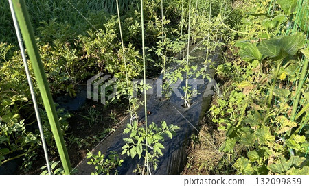 家庭花園：番茄種植 132099859