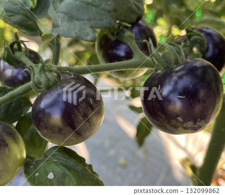 Home garden black tomatoes Home garden black tomatoes 132099862