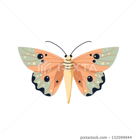 butterfly, insect, vector 132099944
