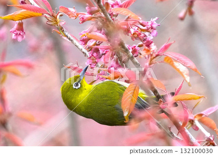 白眼 白眼 132100030