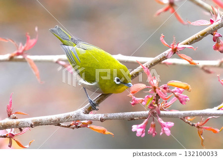White-eye 132100033