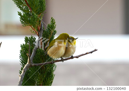 白眼 白眼 132100040