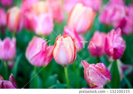 Beautiful pink tulips flower in the garden Beautiful pink tulips flower in the garden 132100155