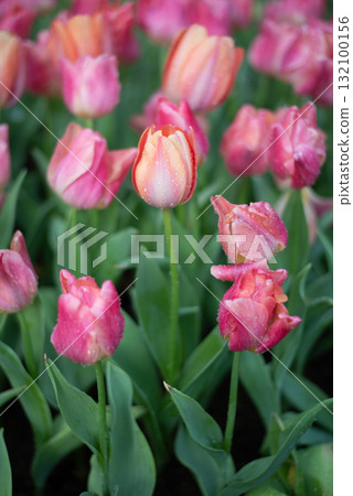 Beautiful pink tulips flower in the garden Beautiful pink tulips flower in the garden 132100156