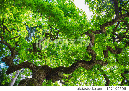 Looking up at the weeping chestnut 132100206