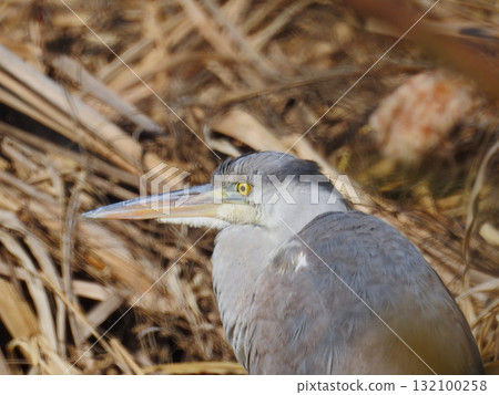Gray heron Gray heron 132100258