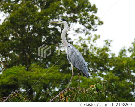 灰鷺 灰鷺 132100269