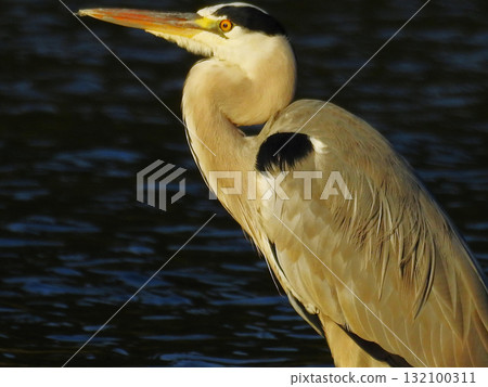 灰鷺 灰鷺 132100311