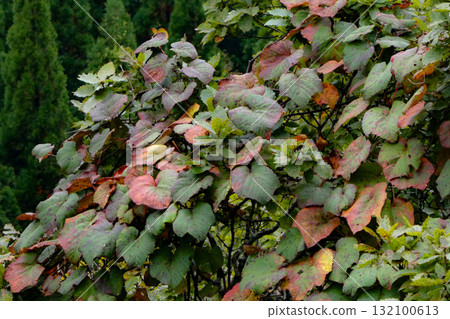 Wild grape vines grow rampant in the cedar forests of Yamagata Prefecture 132100613